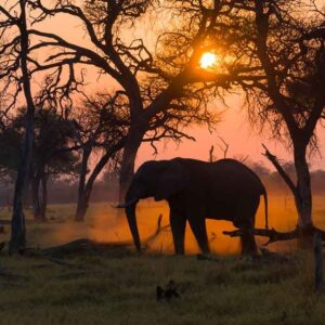 Elephant at Dusk